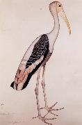 Zayn AL Din A Painted Stork oil painting reproduction